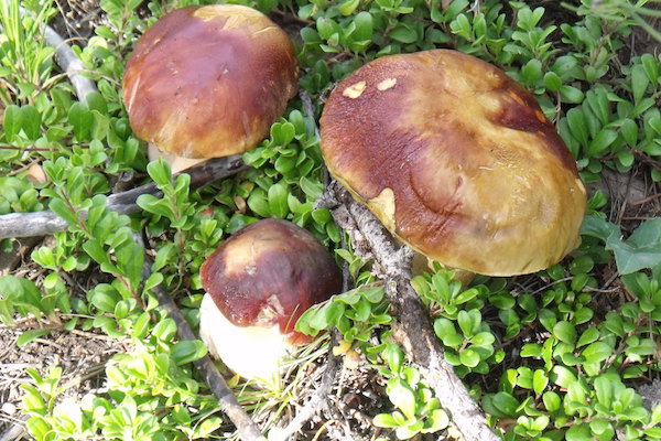 collecting-wild-mushrooms